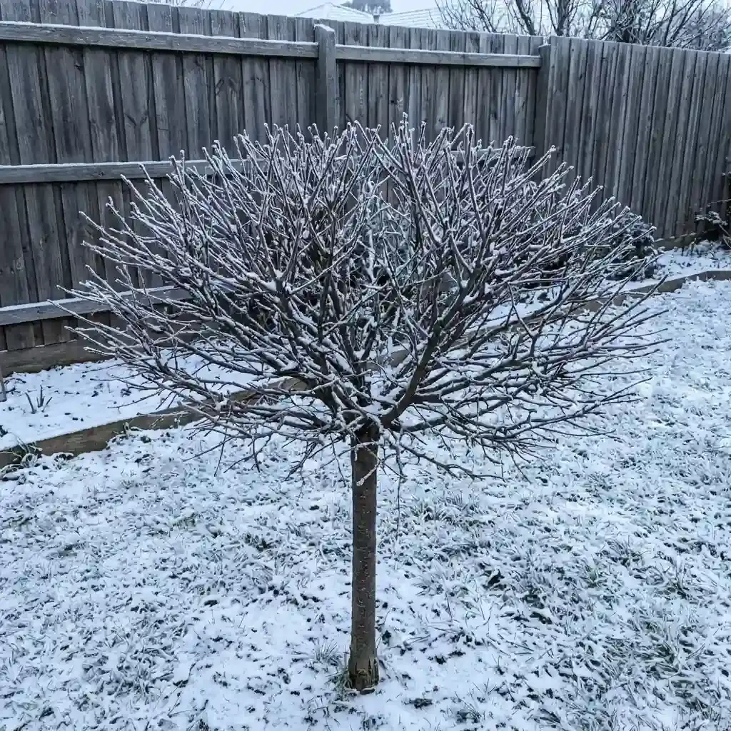 Зима — дерево в спокої