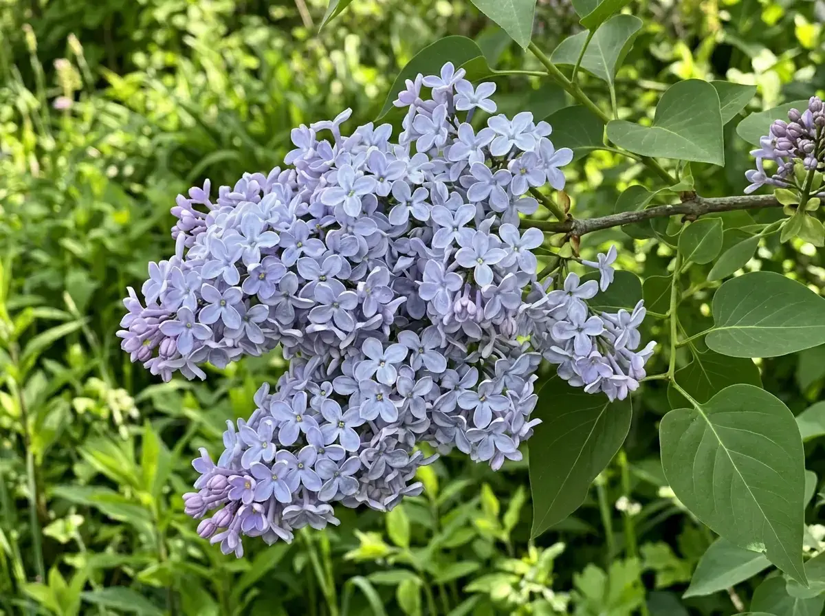 Блакитний бузок